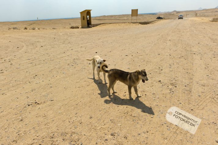 NIKON D700 . 1/1600 sec. f/4.5 . 24mm . ISO200 . ⒸPernille Fjeldgaard - 05-EGY-SAQ-18