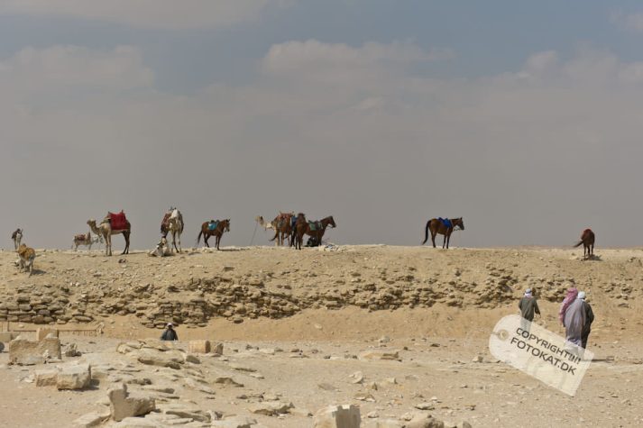 NIKON D700 . 1/4000 sec. f/4.5 . 70mm . ISO200 . ⒸPernille Fjeldgaard - 05-EGY-SAQ-46