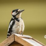 CORPORATION . 1/500 sec. f/6.3 . 600mm . ISO640 . ⒸAllan - Fugle-i-haven-6