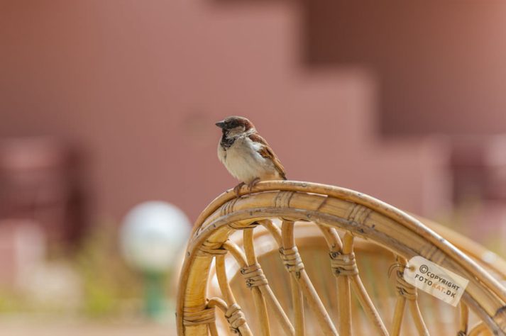 NIKON D700 . 1/500 sec. f/5 . 165mm . ISO200 . ⒸPernille Fjeldgaard - Hotel_Isis_Aswan-25