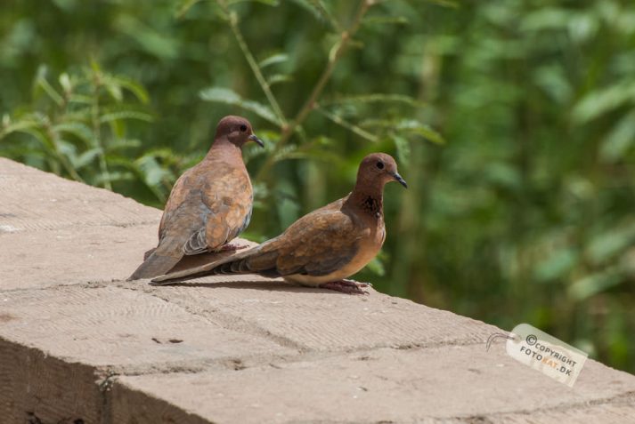 NIKON D200 . 1/160 sec. f/13 . 300mm . ISO200 . ⒸAllan Kaihøj - Hotel_Isis_Aswan-26