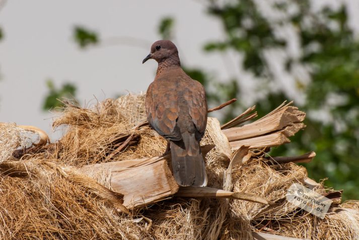 NIKON D200 . 1/200 sec. f/13 . 300mm . ISO200 . ⒸAllan Kaihøj - Hotel_Isis_Aswan-27