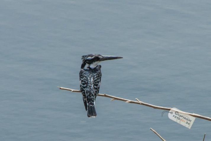 NIKON D200 . 1/200 sec. f/13 . 300mm . ISO200 . ⒸAllan Kaihøj - Hotel_Isis_Aswan-28
