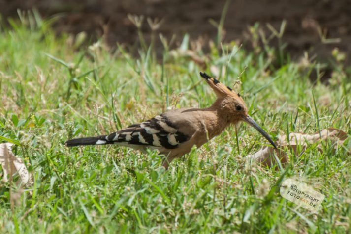NIKON D200 . 1/180 sec. f/5.6 . 300mm . ISO200 . ⒸAllan Kaihøj - Hotel_Isis_Aswan-29