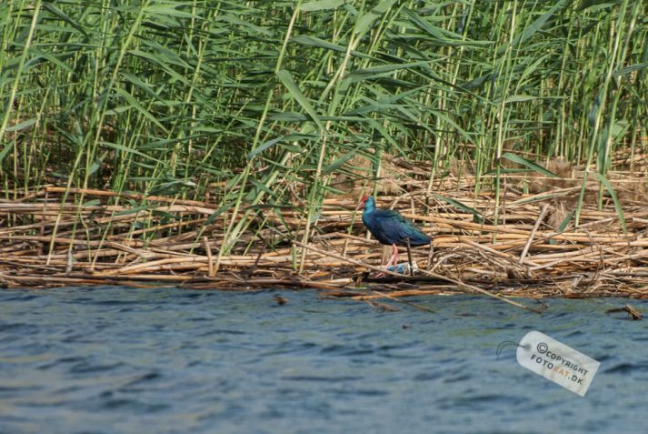 NIKON D200 . 1/640 sec. f/5.6 . 240mm . ISO200 . ⒸAllan Kaihøj - Hotel_Isis_Aswan-30