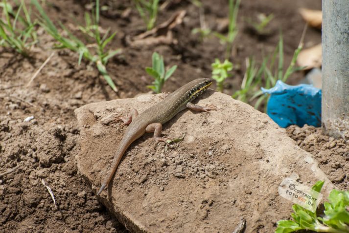 NIKON D200 . 1/180 sec. f/10 . 300mm . ISO200 . ⒸAllan Kaihøj - Hotel_Isis_Aswan-31