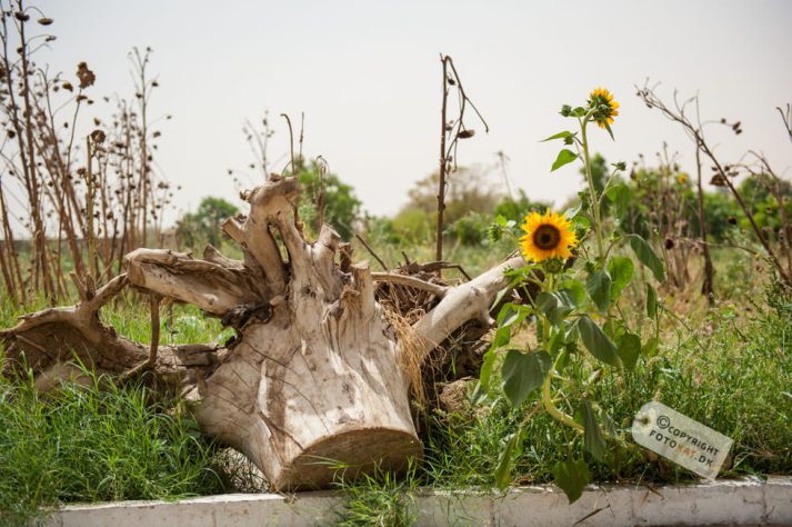 NIKON D700 . 1/2500 sec. f/3.2 . 50mm . ISO200 . ⒸPernille Fjeldgaard - Hotel_Isis_Aswan-48