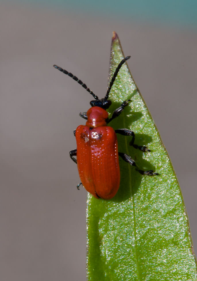 Canon EOS 20D . 1/80 sec. f/16 . 100mm . ISO400 . Ⓒunknown - MACRO_01