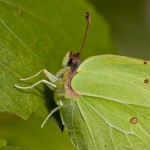 Canon EOS 20D . 1/320 sec. f/7.1 . 100mm . ISO200 . Ⓒunknown - MACRO_02