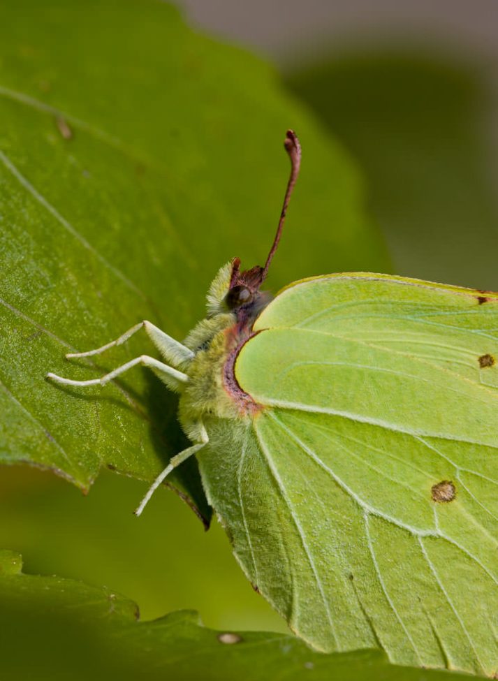 Canon EOS 20D . 1/320 sec. f/7.1 . 100mm . ISO200 . Ⓒunknown - MACRO_02