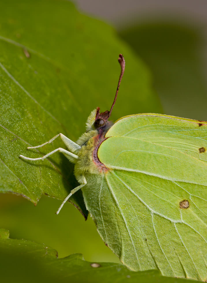 Canon EOS 20D . 1/320 sec. f/7.1 . 100mm . ISO200 . Ⓒunknown - MACRO_02