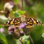 NIKON D600 . 1/200 sec. f/11 . 150mm . ISO400 . - Makro_XX1