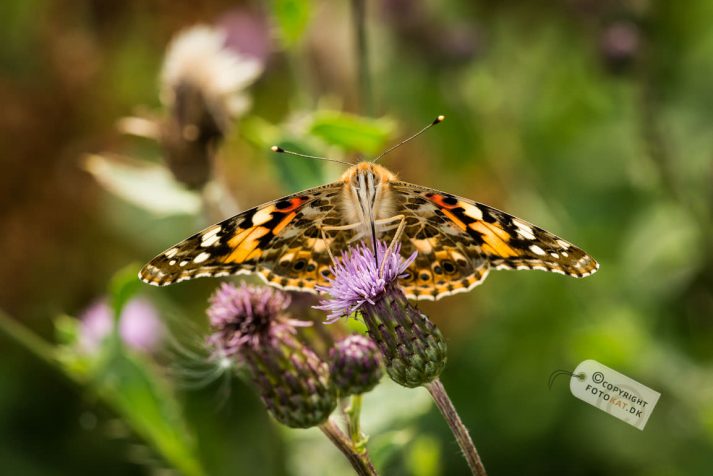 NIKON D600 . 1/200 sec. f/11 . 150mm . ISO400 . - Makro_XX1