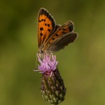 NIKON D600 . 1/640 sec. f/11 . 150mm . ISO800 . - Makro_XX2