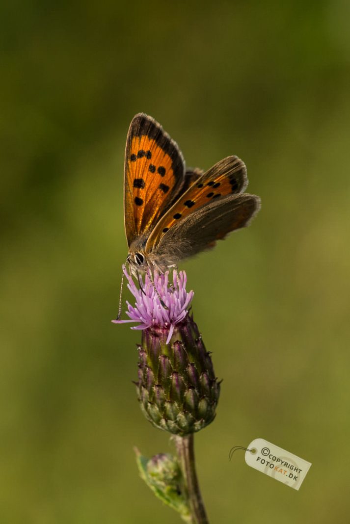 NIKON D600 . 1/640 sec. f/11 . 150mm . ISO800 . - Makro_XX2