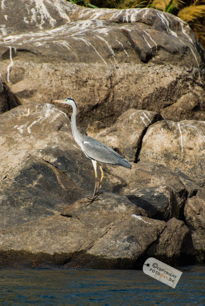 NIKON D200 . 1/640 sec. f/5.6 . 300mm . ISO200 . ⒸAllan Kaihøj - Nubisk_landsby_07