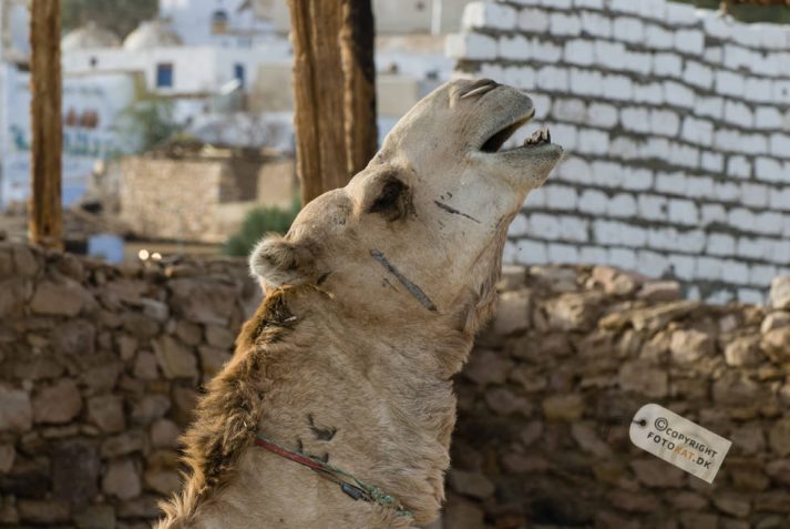 NIKON D200 . 1/160 sec. f/8 . 122mm . ISO200 . ⒸAllan Kaihøj - Nubisk_landsby_22