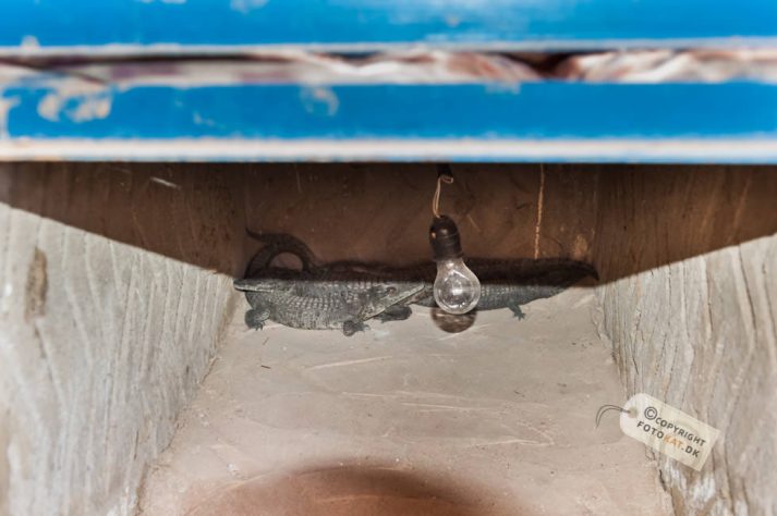 NIKON D700 . 1/60 sec. f/4 . 35mm . ISO2000 . ⒸPernille Fjeldgaard - Nubisk_landsby_44