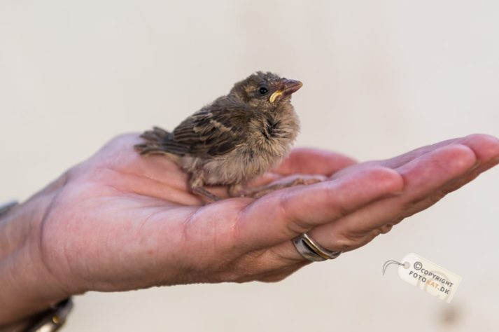 NIKON D700 . 1/200 sec. f/3.5 . 70mm . ISO400 . ⒸPernille Fjeldgaard - Nubisk_landsby_48