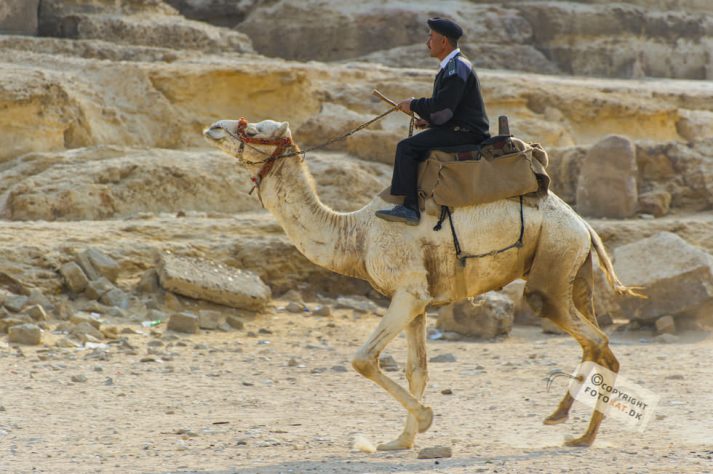 NIKON D700 . 1/400 sec. f/5.6 . 240mm . ISO200 . ⒸPernille Fjeldgaard - Pyramiderne-Spinxen-31