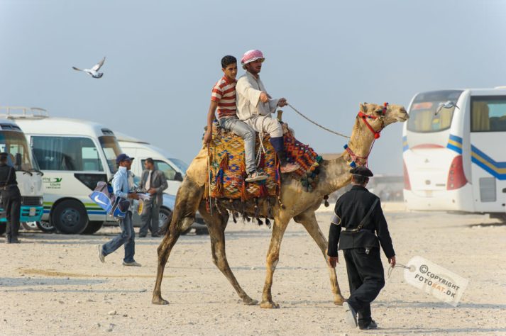 NIKON D700 . 1/1000 sec. f/5.6 . 170mm . ISO200 . ⒸPernille Fjeldgaard - Pyramiderne-Spinxen-38