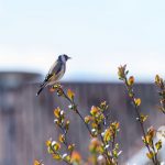 NIKON D700 . 1/8000 sec. f/4 . 200mm . ISO2000 . ⒸPernille Fjeldgaard - Stillits-3