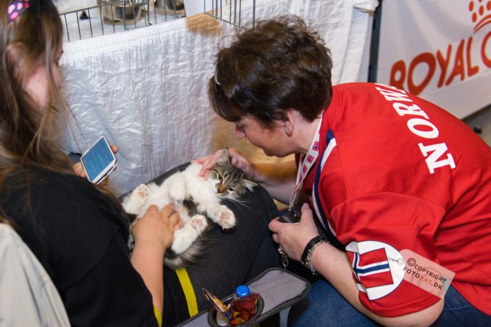 NIKON D700 . 1/125 sec. f/2.8 . 40mm . ISO1250 . ⒸPernille Fjeldgaard - World-Show-Aalborg-2013-10