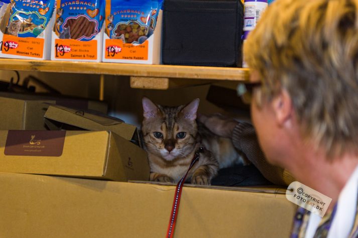 NIKON D700 . 1/125 sec. f/2.8 . 70mm . ISO800 . ⒸPernille Fjeldgaard - World-Show-Aalborg-2013-12