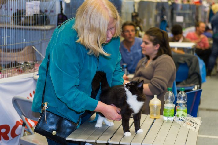 NIKON D700 . 1/125 sec. f/2.8 . 70mm . ISO1000 . ⒸPernille Fjeldgaard - World-Show-Aalborg-2013-15