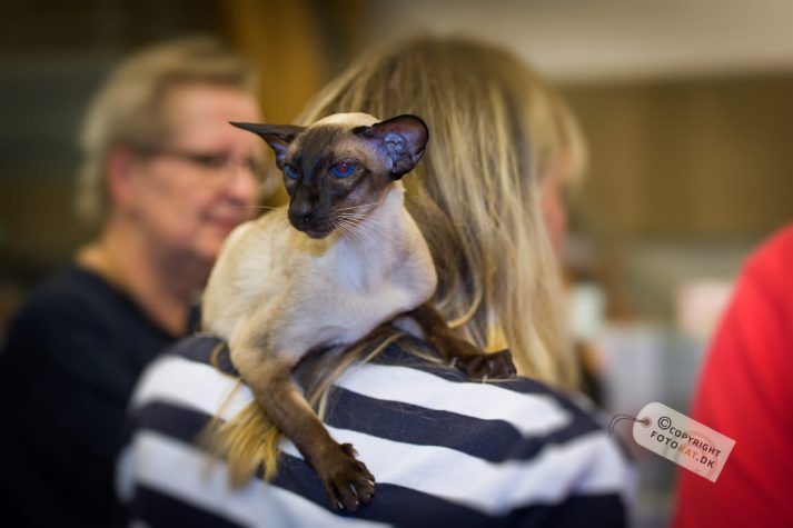 NIKON D700 . 1/125 sec. f/2.8 . 70mm . ISO1250 . ⒸPernille Fjeldgaard - World-Show-Aalborg-2013-17