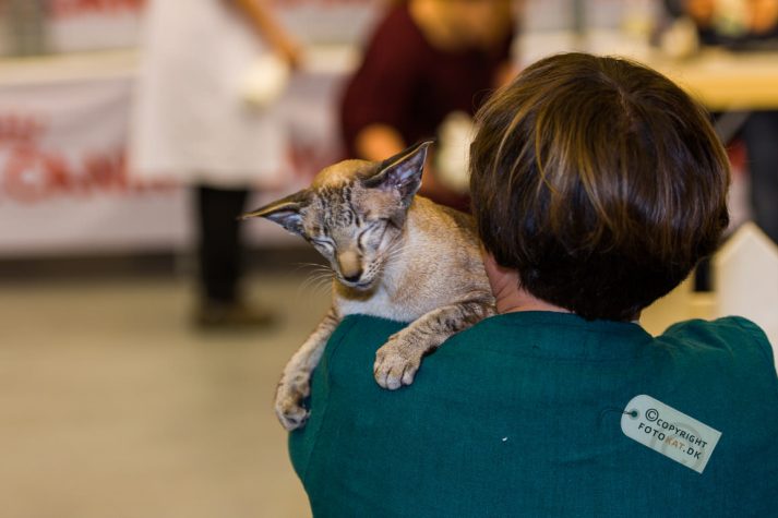 NIKON D700 . 1/125 sec. f/2.8 . 90mm . ISO1250 . ⒸPernille Fjeldgaard - World-Show-Aalborg-2013-18