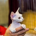 NIKON D700 . 1/125 sec. f/2.8 . 70mm . ISO1000 . ⒸPernille Fjeldgaard - World-Show-Aalborg-2013-2