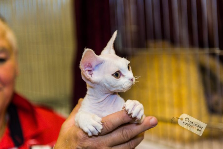 NIKON D700 . 1/125 sec. f/2.8 . 70mm . ISO1000 . ⒸPernille Fjeldgaard - World-Show-Aalborg-2013-2