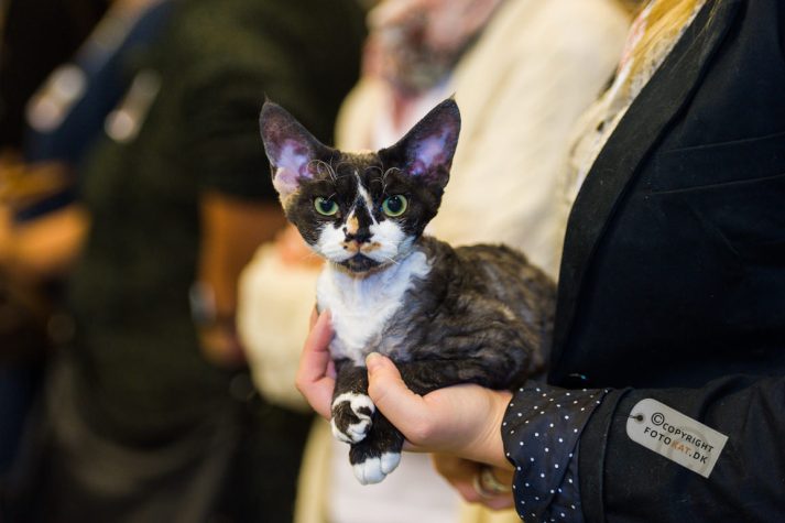 NIKON D700 . 1/125 sec. f/2.8 . 98mm . ISO1250 . ⒸPernille Fjeldgaard - World-Show-Aalborg-2013-20