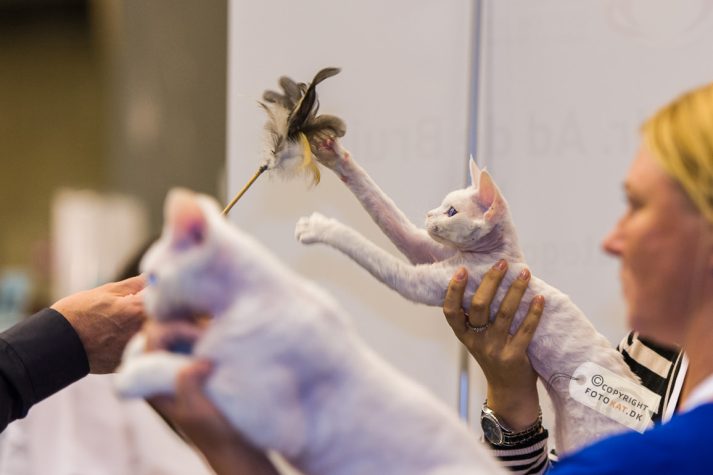 NIKON D700 . 1/125 sec. f/2.8 . 135mm . ISO1250 . ⒸPernille Fjeldgaard - World-Show-Aalborg-2013-21