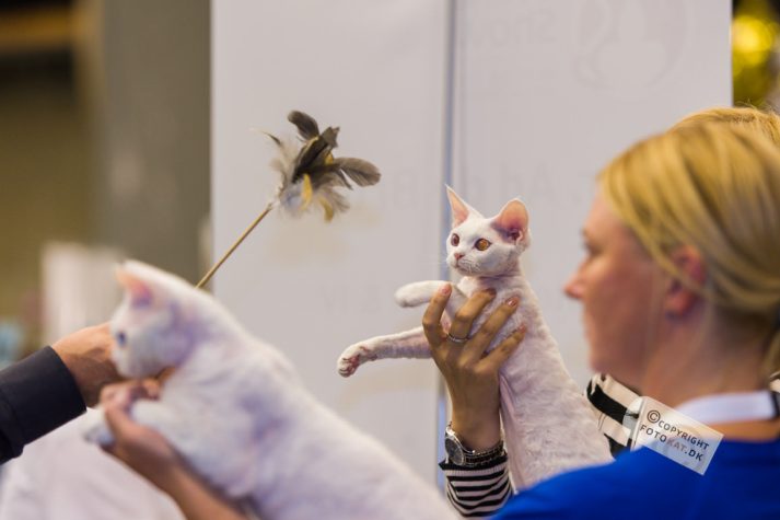 NIKON D700 . 1/125 sec. f/2.8 . 135mm . ISO1250 . ⒸPernille Fjeldgaard - World-Show-Aalborg-2013-22