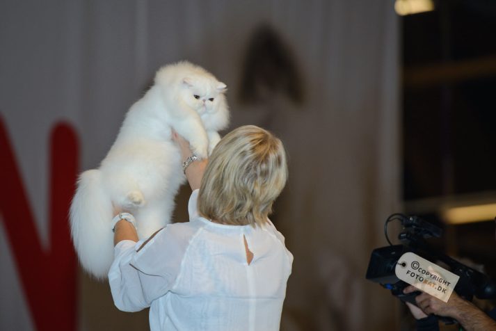 NIKON D600 . 1/125 sec. f/3.5 . 200mm . ISO1250 . ⒸPernille Fjeldgaard - World-Show-Aalborg-2013-27