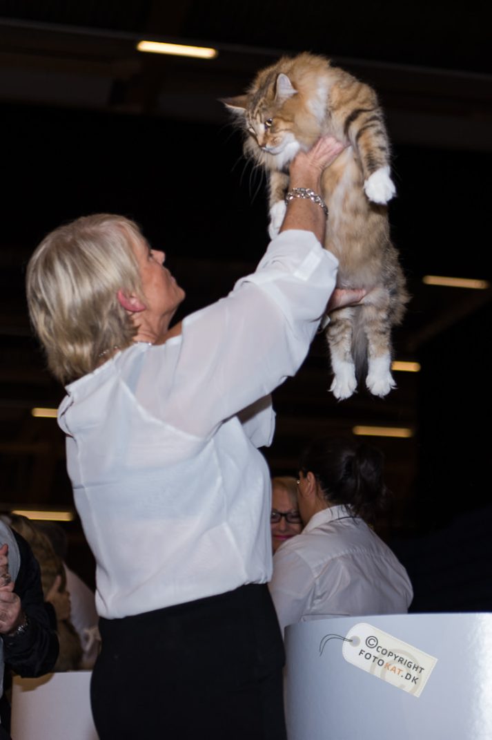 NIKON D700 . 1/125 sec. f/2.8 . 66mm . ISO640 . ⒸAllan Kaihøj Jensen - World-Show-Aalborg-2013-28