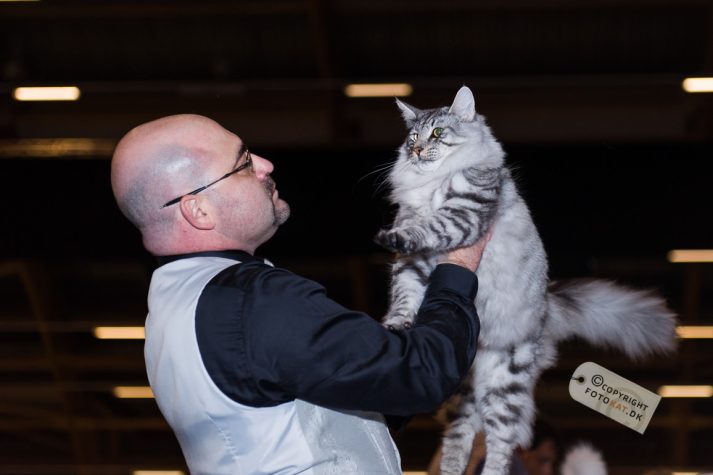 NIKON D700 . 1/125 sec. f/2.8 . 70mm . ISO640 . ⒸAllan Kaihøj Jensen - World-Show-Aalborg-2013-29