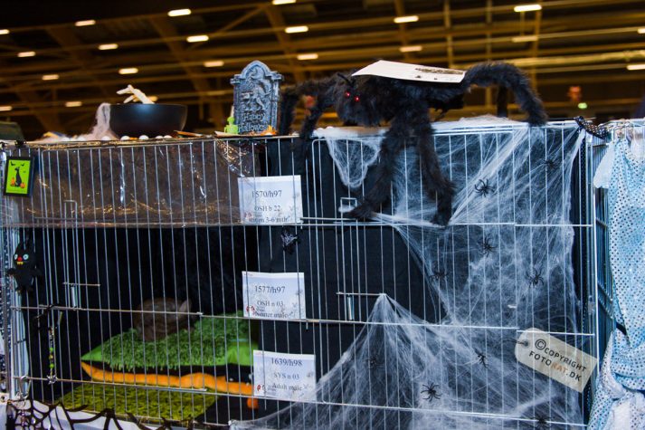 NIKON D700 . 1/125 sec. f/2.8 . 28mm . ISO1250 . ⒸPernille Fjeldgaard - World-Show-Aalborg-2013-4