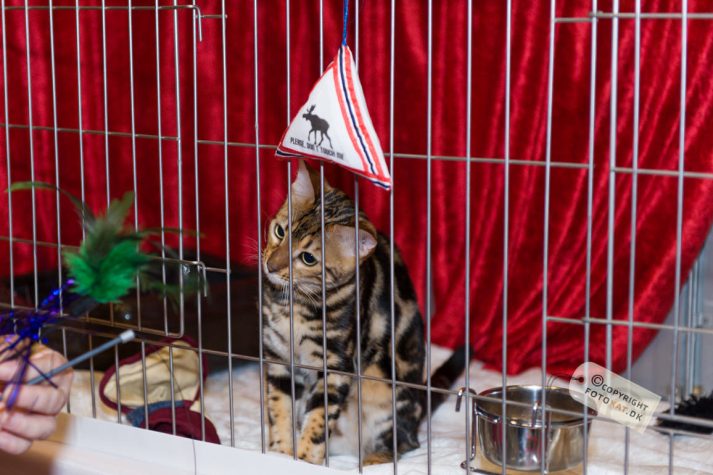 NIKON D700 . 1/125 sec. f/3.5 . 70mm . ISO800 . ⒸPernille Fjeldgaard - World-Show-Aalborg-2013-5