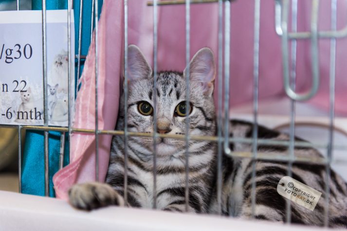 NIKON D700 . 1/125 sec. f/2.8 . 70mm . ISO800 . ⒸPernille Fjeldgaard - World-Show-Aalborg-2013-6