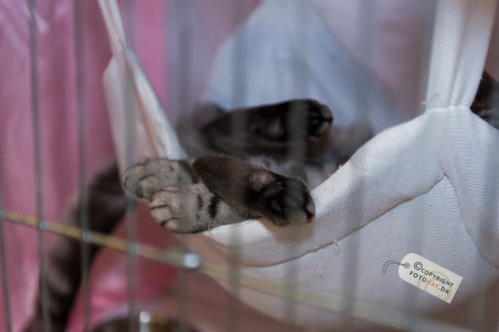 NIKON D700 . 1/125 sec. f/2.8 . 70mm . ISO800 . ⒸPernille Fjeldgaard - World-Show-Aalborg-2013-7