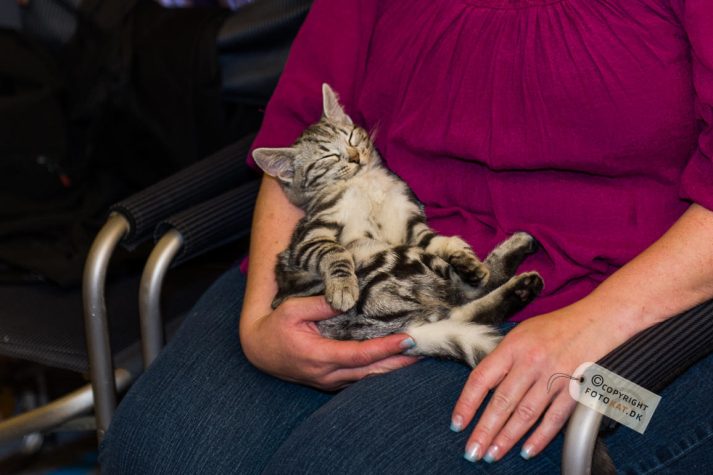 NIKON D700 . 1/125 sec. f/2.8 . 70mm . ISO800 . ⒸPernille Fjeldgaard - World-Show-Aalborg-2013-8